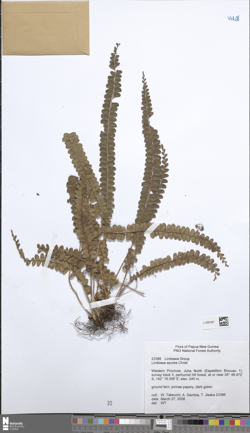 Lindsaea azurea