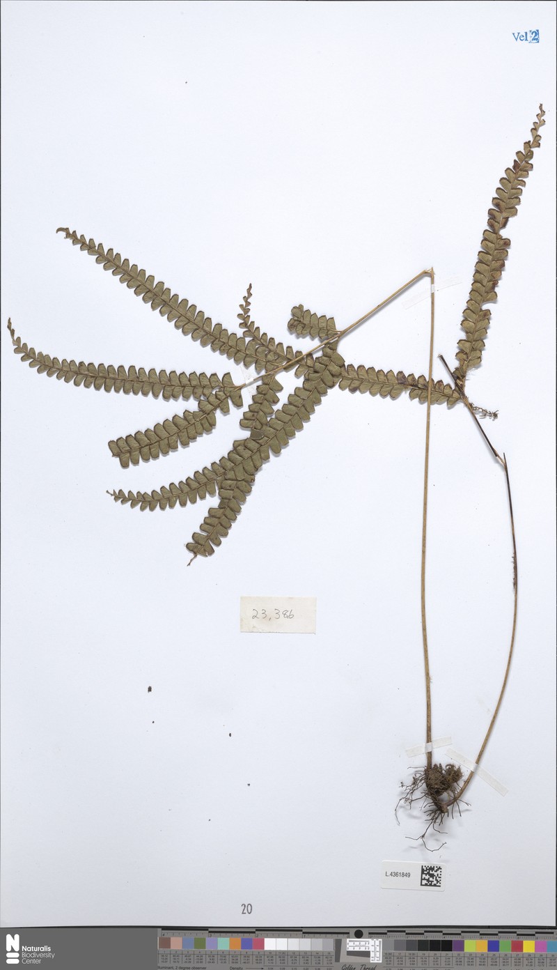 Lindsaea azurea photo 2