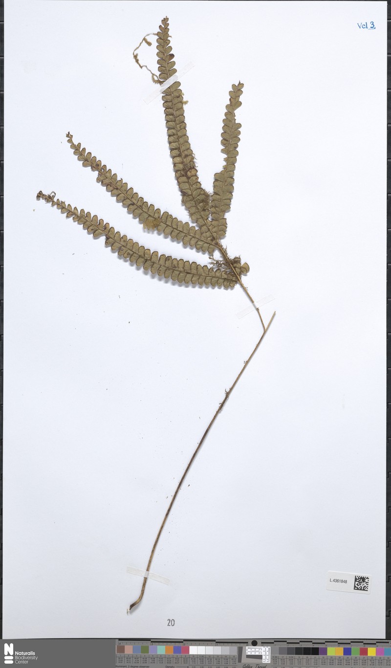Lindsaea azurea photo 3