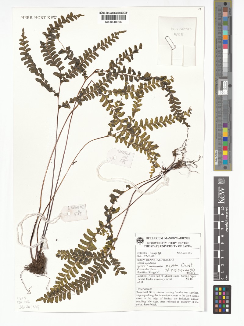 Lindsaea azurea photo 4