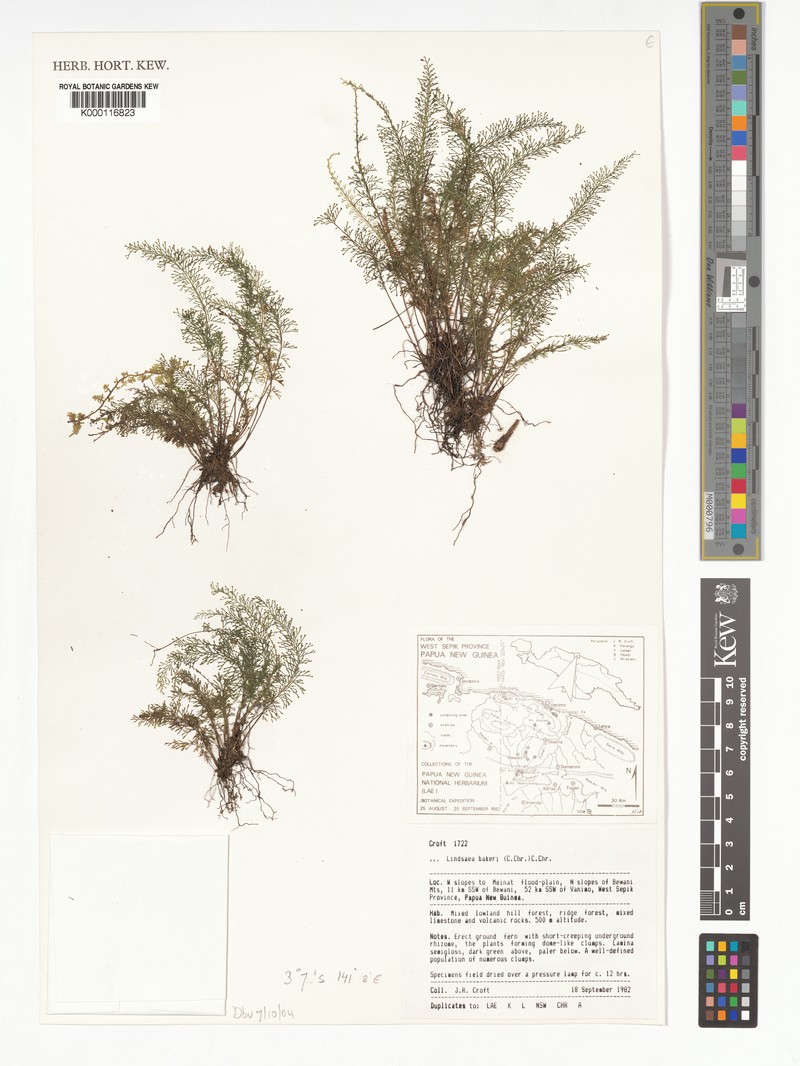 Lindsaea bakeri