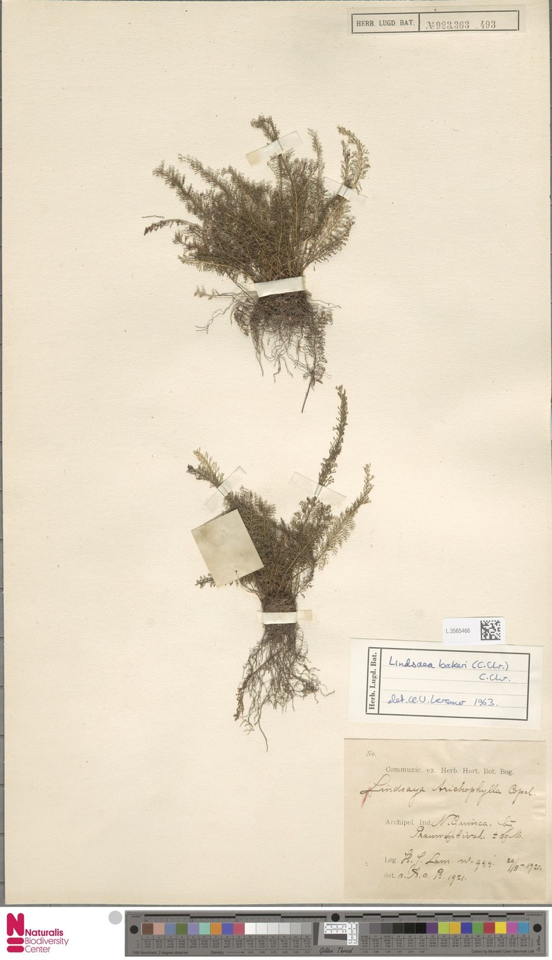 Lindsaea bakeri var. bakeri