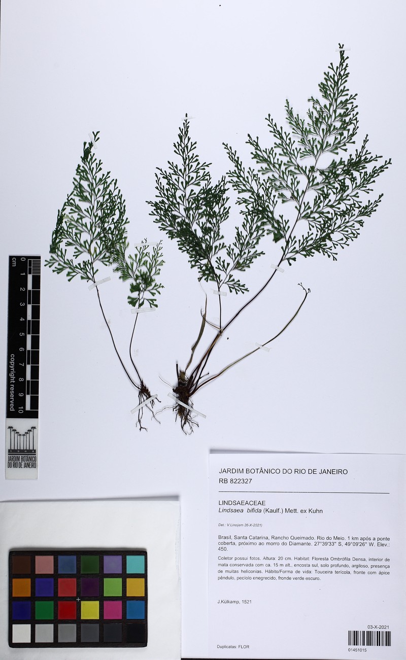 Lindsaea bifida