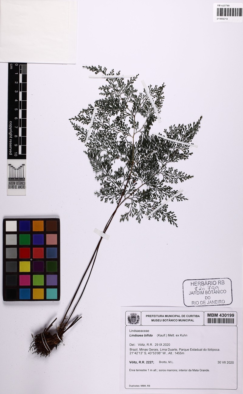 Lindsaea bifida photo 2