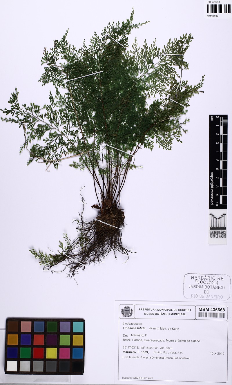 Lindsaea bifida photo 3