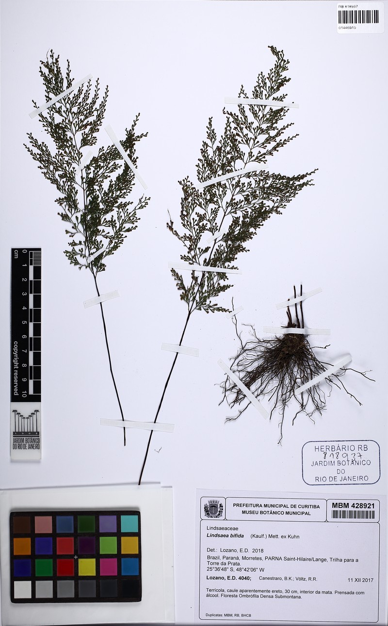 Lindsaea bifida photo 4