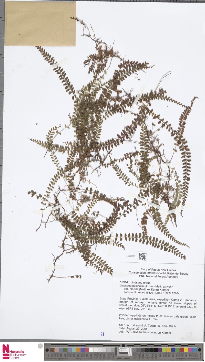 Lindsaea blanda