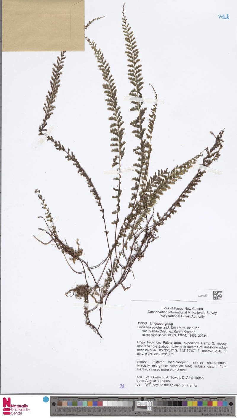 Lindsaea blanda photo 2