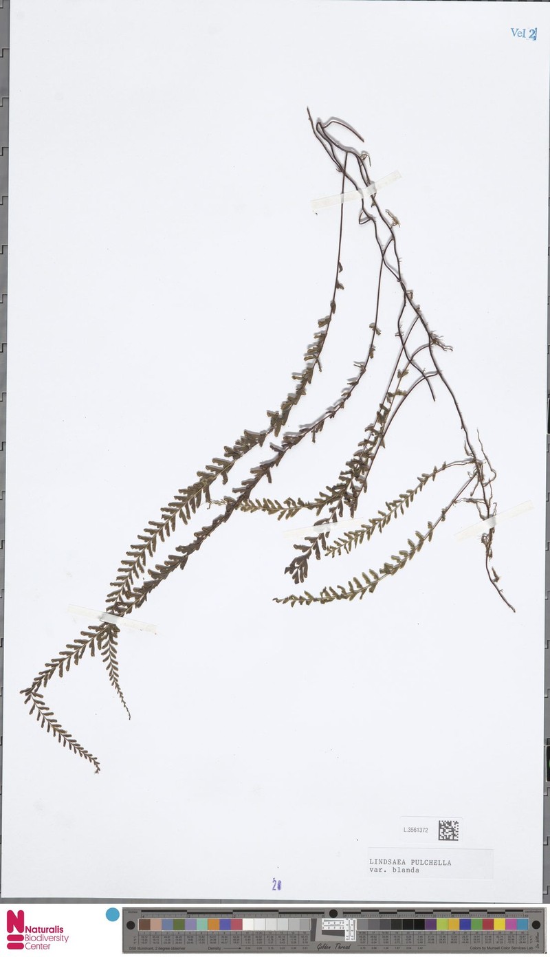 Lindsaea blanda photo 3