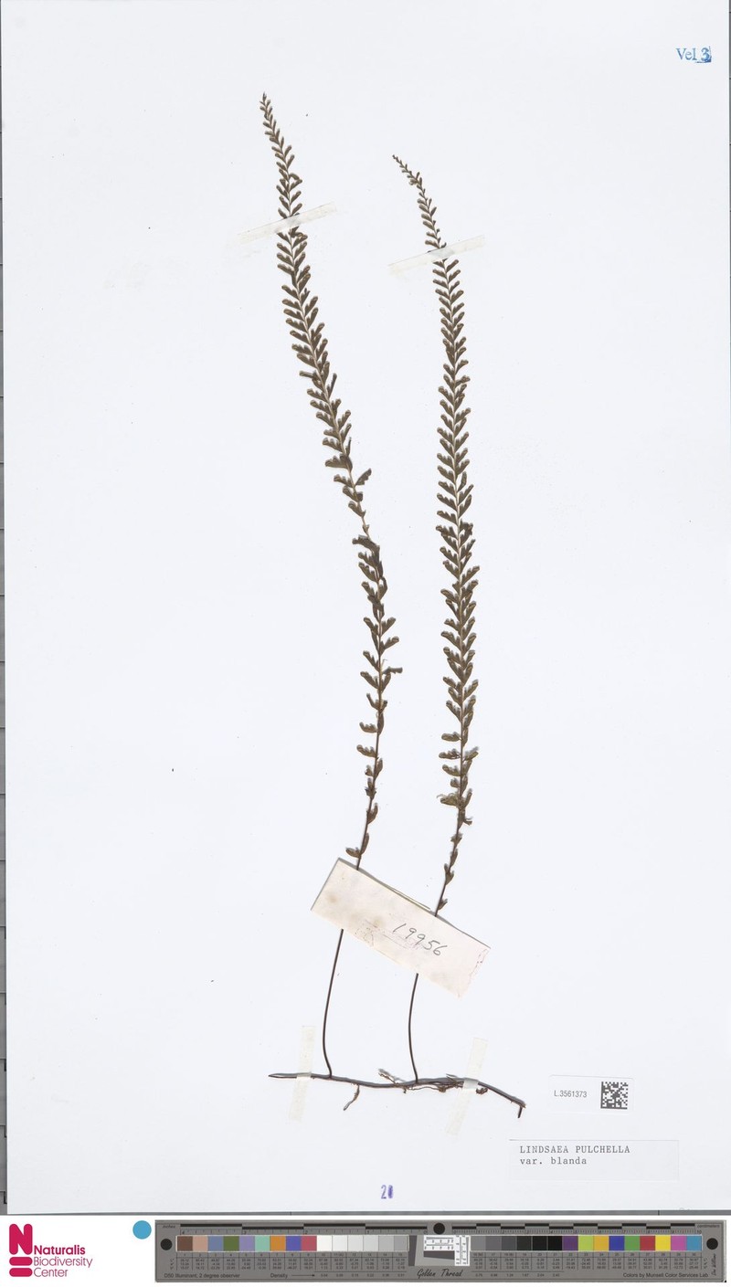 Lindsaea blanda photo 4