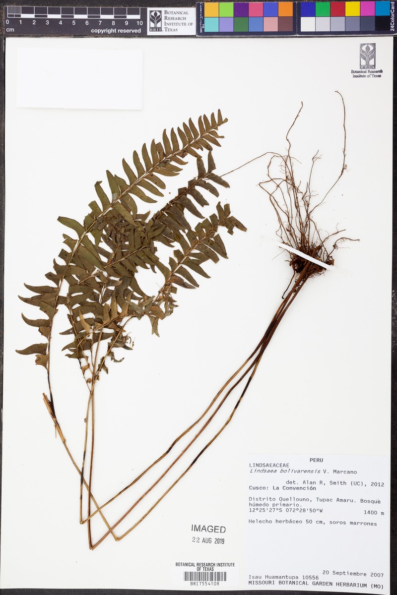 Lindsaea bolivarensis