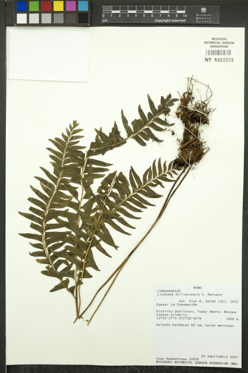 Lindsaea bolivarensis photo 2