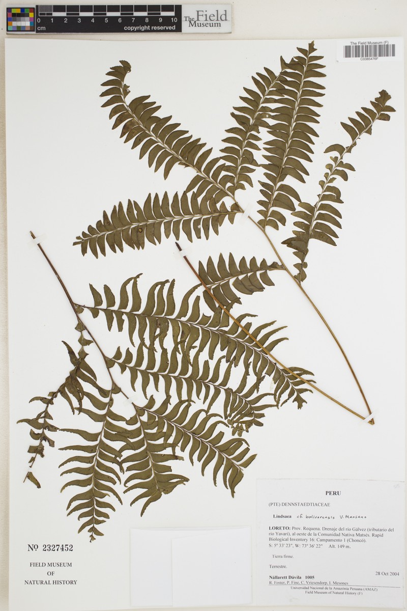 Lindsaea bolivarensis photo 3