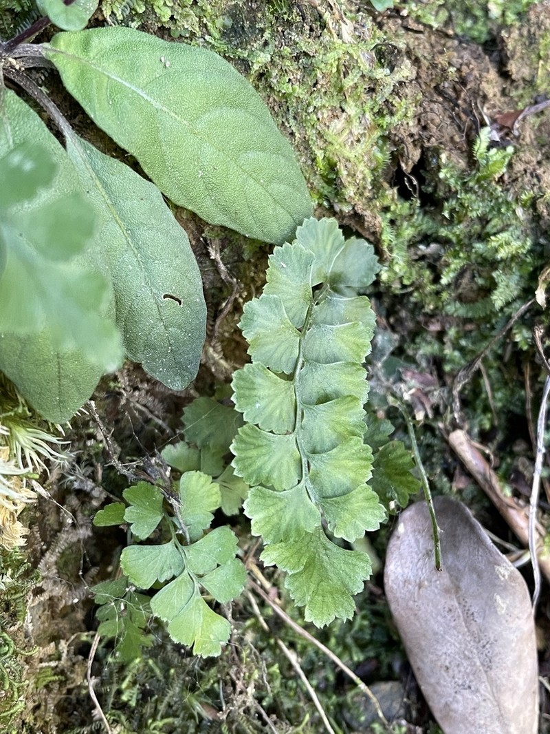 Lindsaea bonii