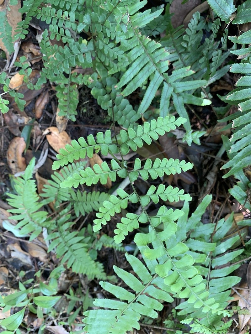 Lindsaea bonii photo 2