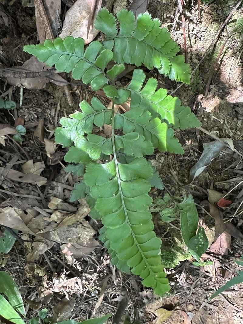 Lindsaea bonii photo 3