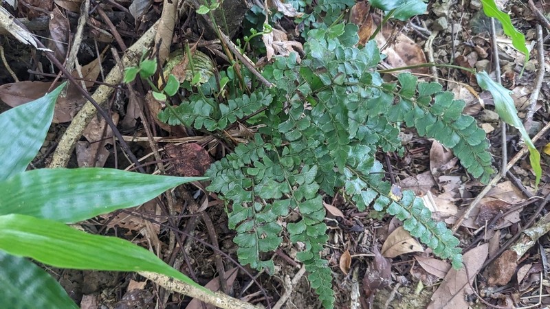 Lindsaea bonii photo 4