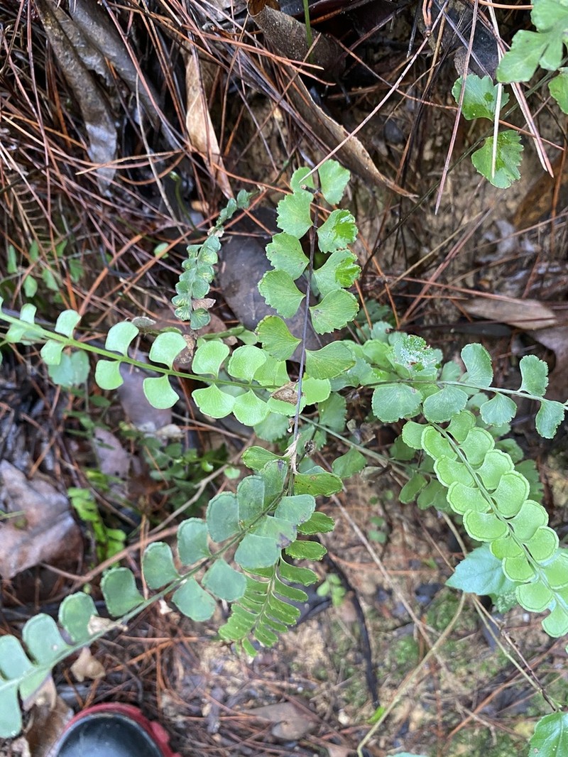 Lindsaea bonii photo 5