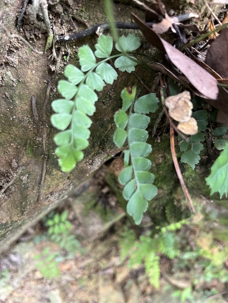 Lindsaea bonii photo 6