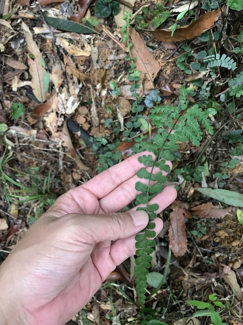 Lindsaea bonii photo 8