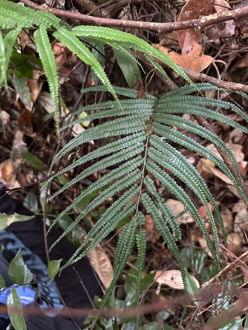 Lindsaea borneensis