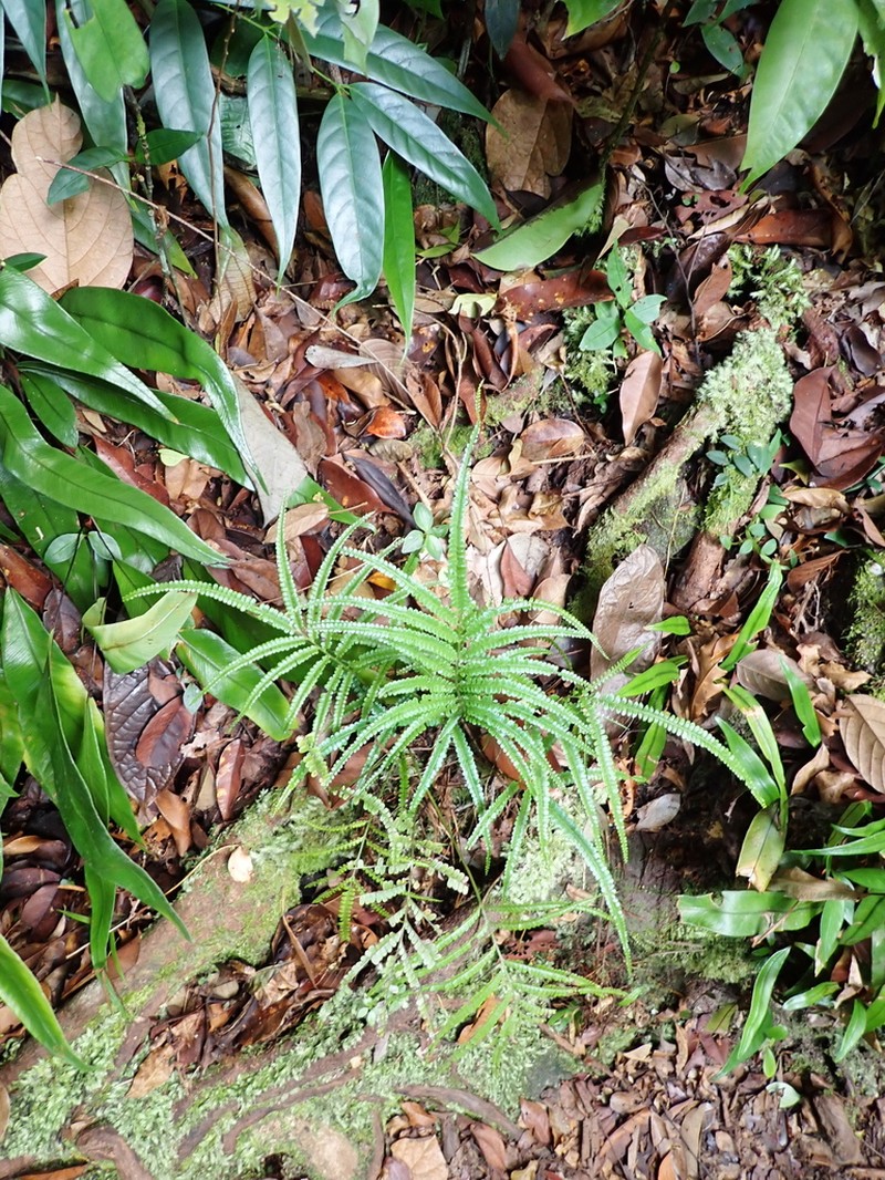Lindsaea borneensis photo 2
