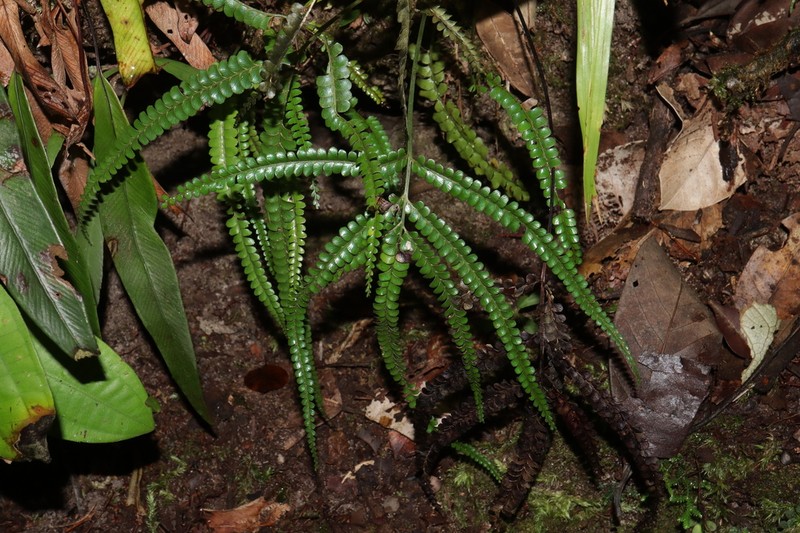Lindsaea borneensis photo 3