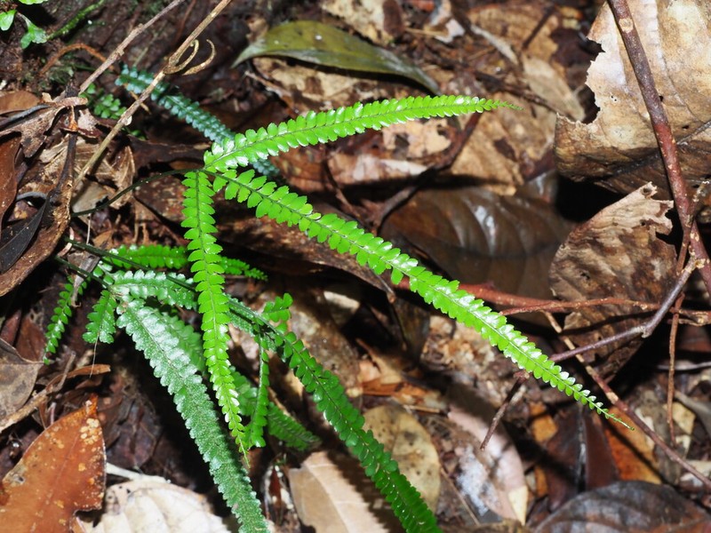 Lindsaea borneensis photo 4