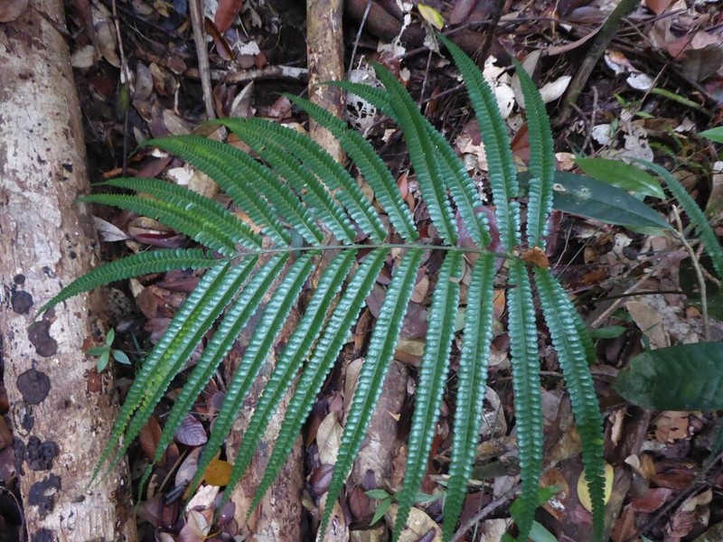 Lindsaea borneensis photo 5