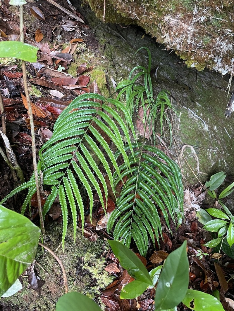Lindsaea borneensis photo 6