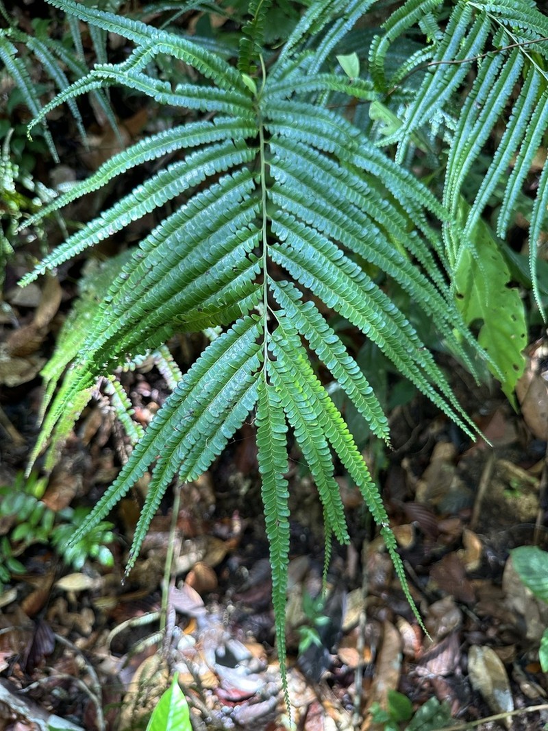 Lindsaea borneensis photo 7