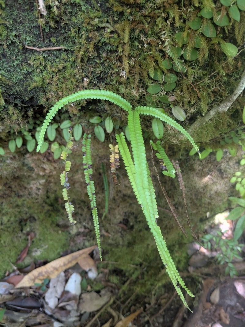Lindsaea borneensis photo 8