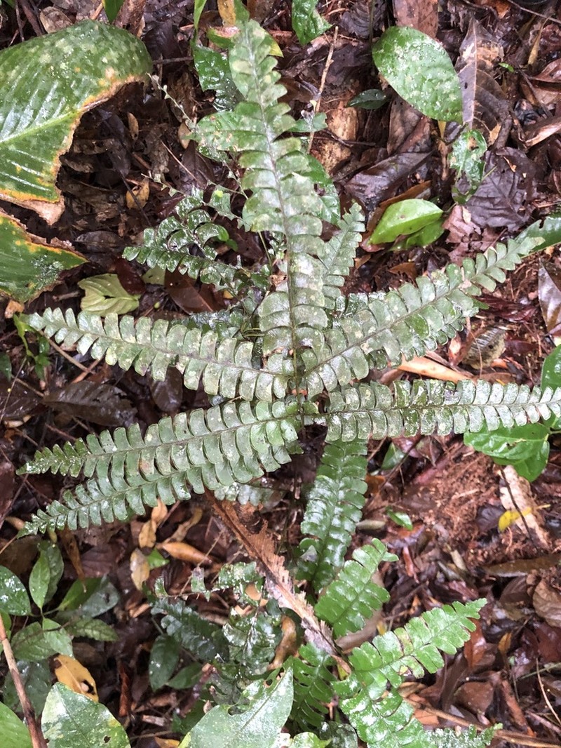 Lindsaea botrychioides