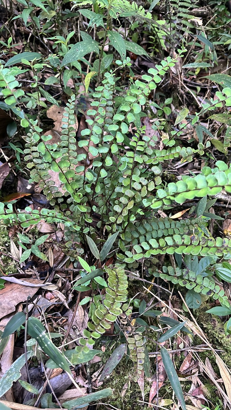 Lindsaea botrychioides photo 2