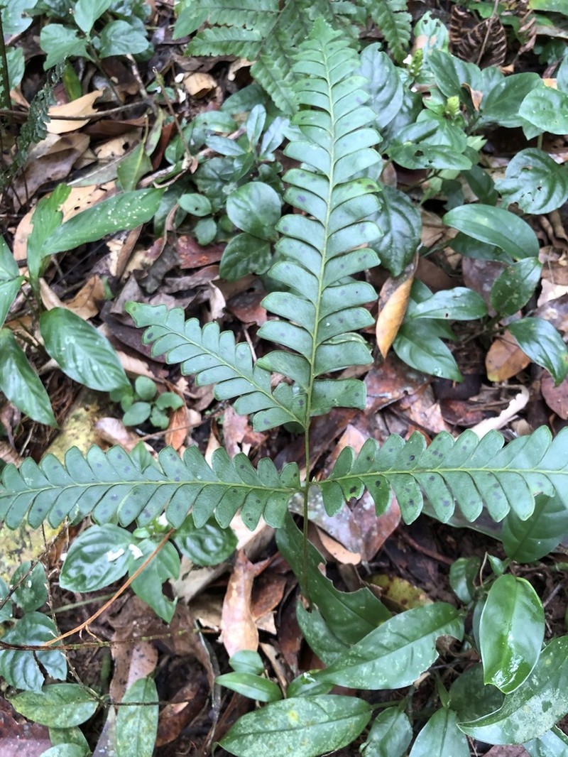 Lindsaea botrychioides photo 3