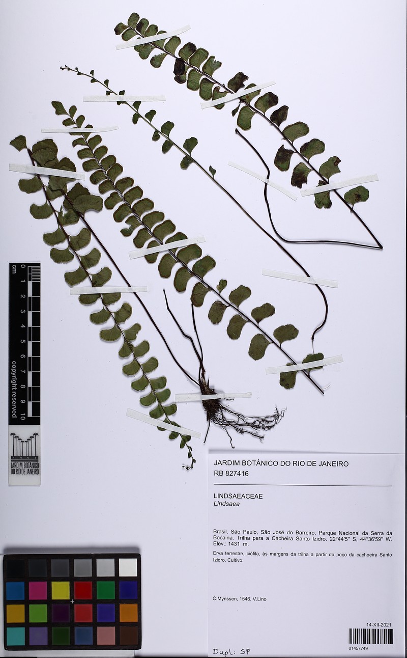 Lindsaea botrychioides photo 4