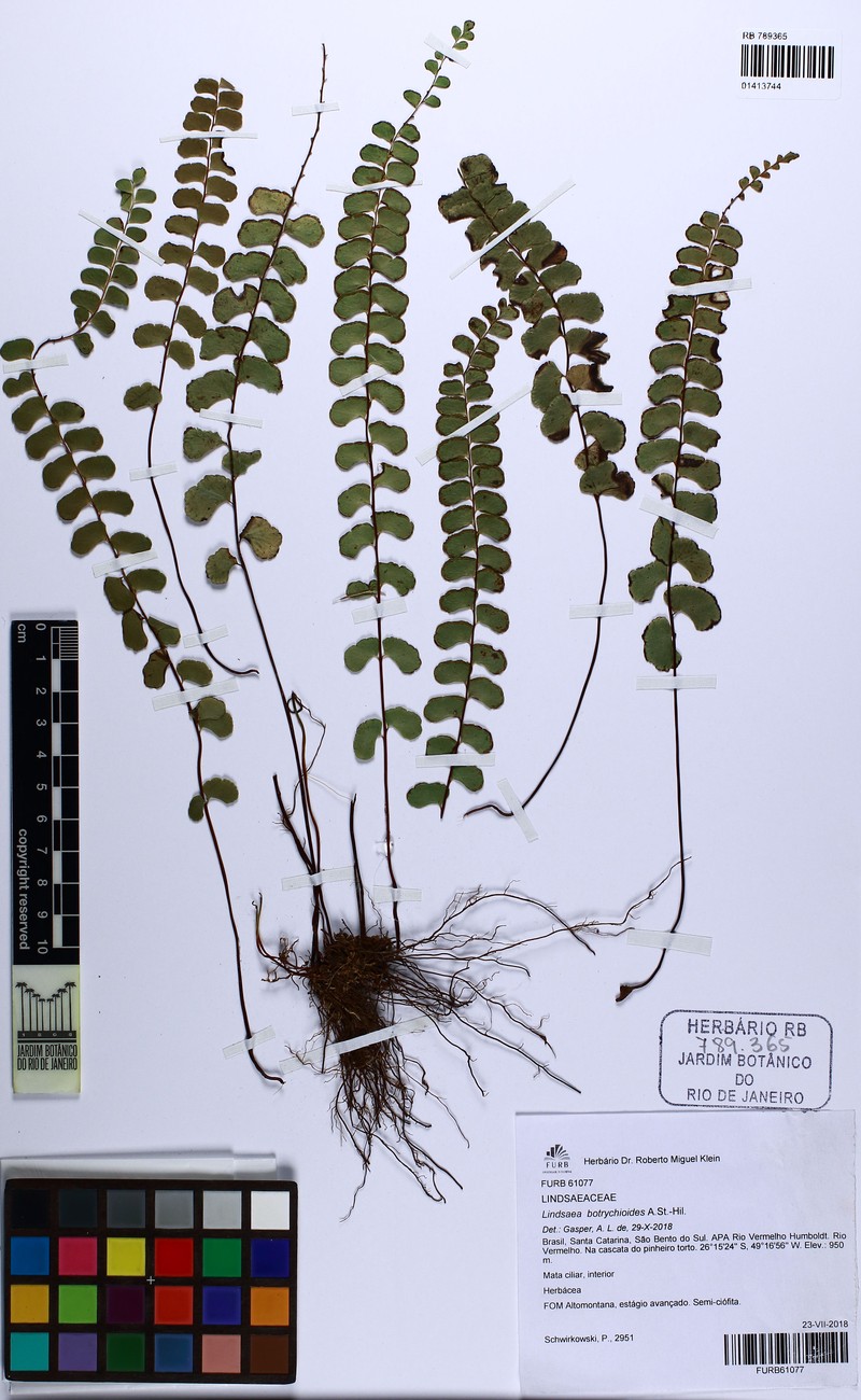 Lindsaea botrychioides photo 5