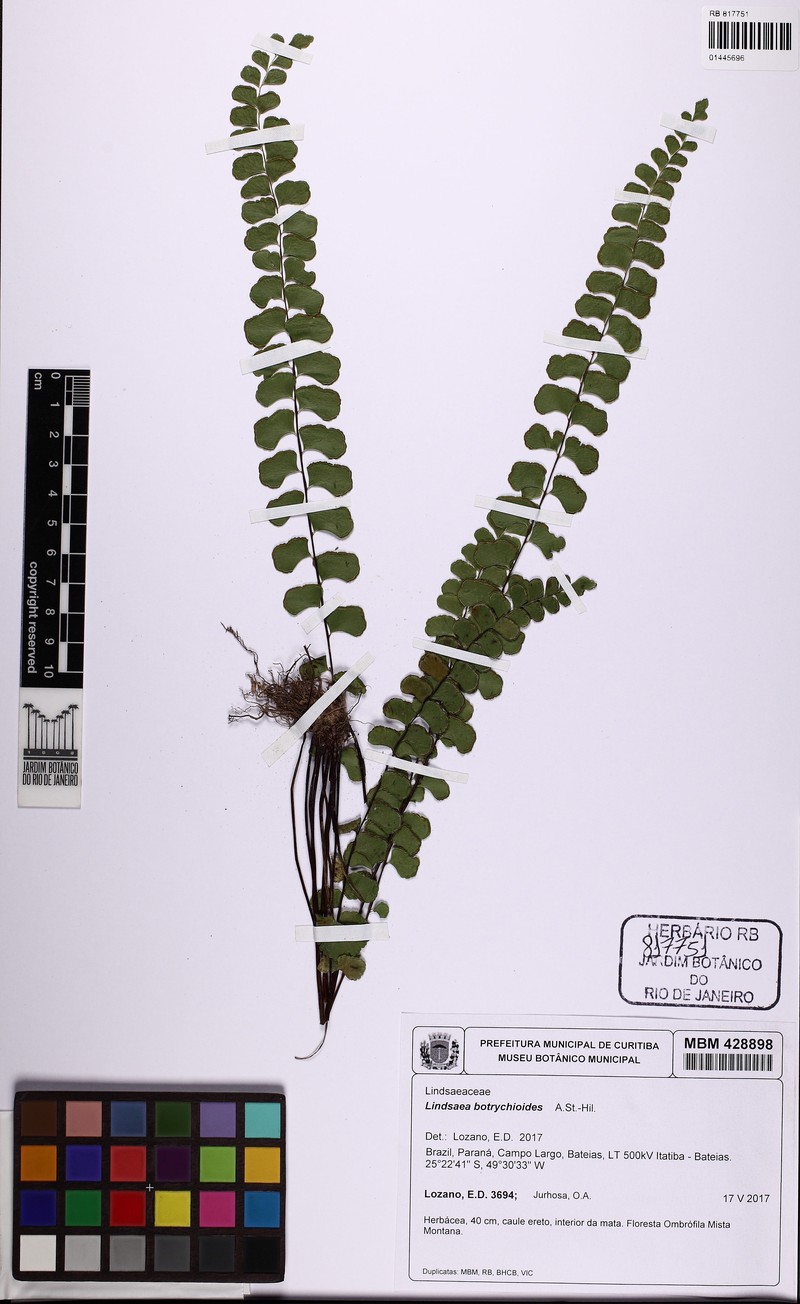 Lindsaea botrychioides photo 6
