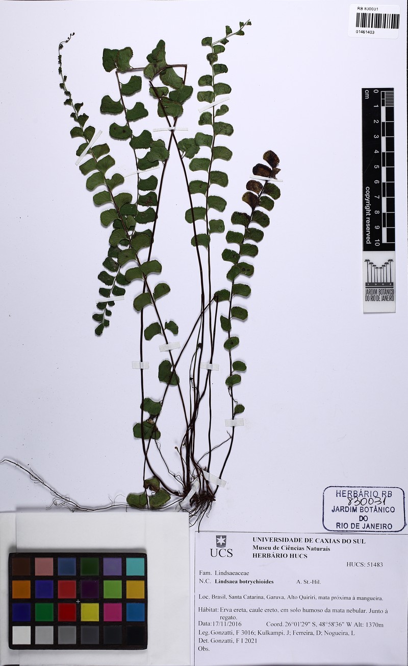 Lindsaea botrychioides photo 7