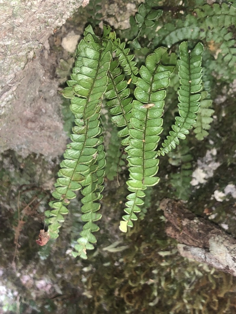 Lindsaea brachypoda