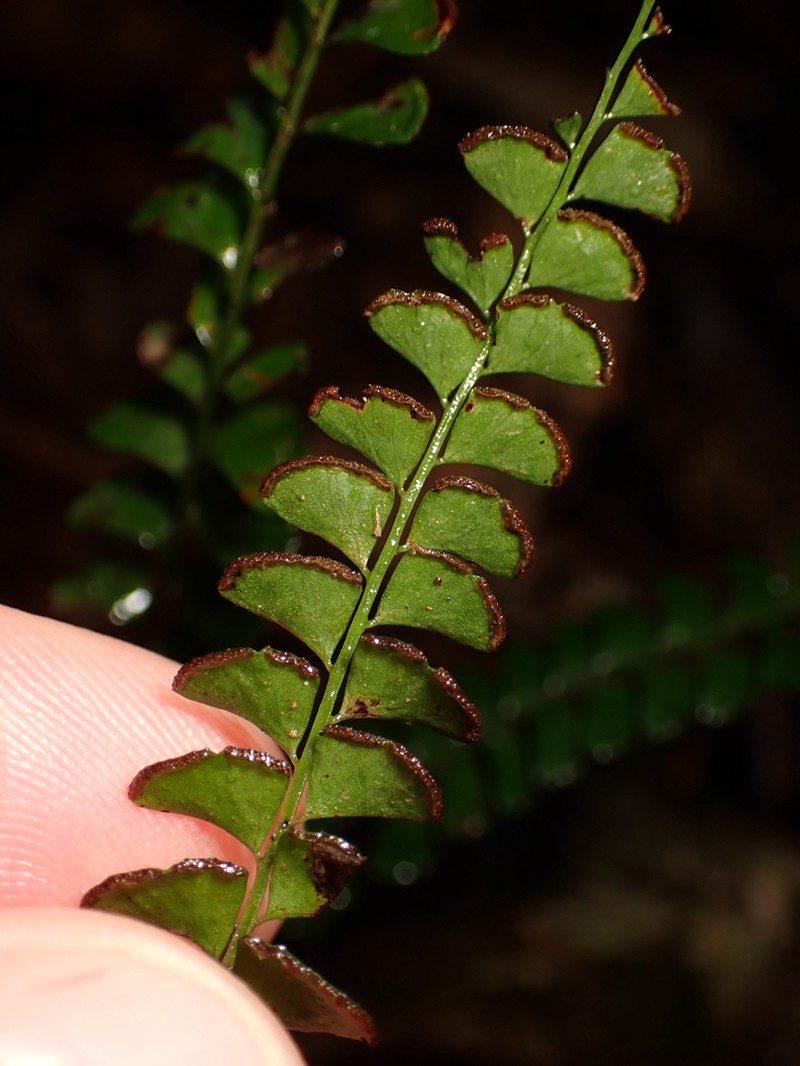 Lindsaea brachypoda photo 2