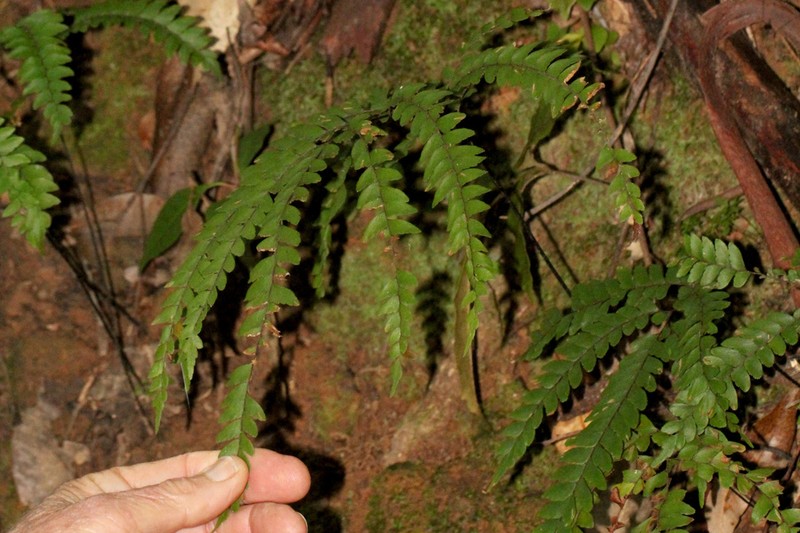 Lindsaea brachypoda photo 3