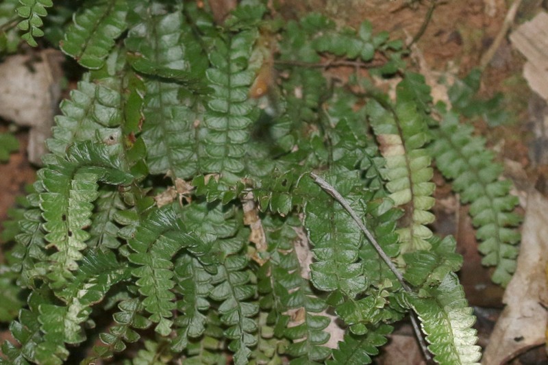 Lindsaea brachypoda photo 5
