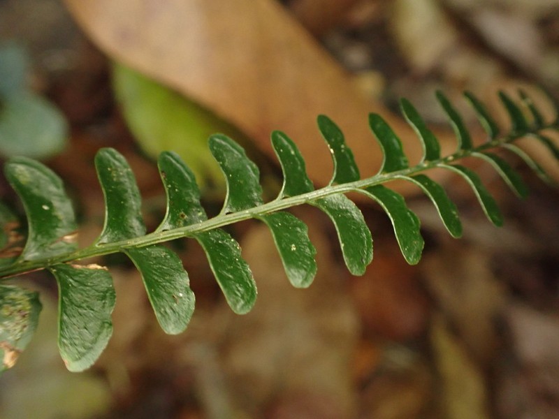 Lindsaea brachypoda photo 6
