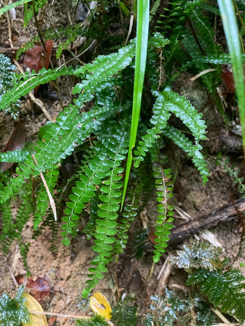 Lindsaea brachypoda photo 7
