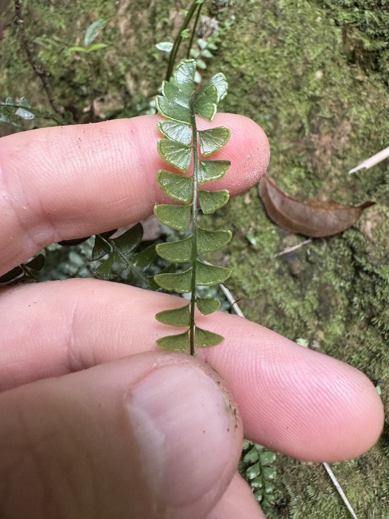 Lindsaea brachypoda photo 8