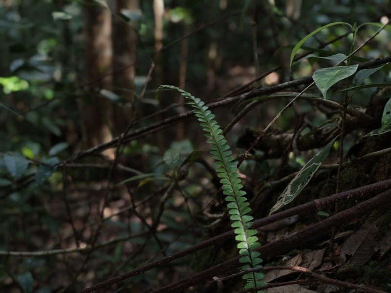 Lindsaea brevipes