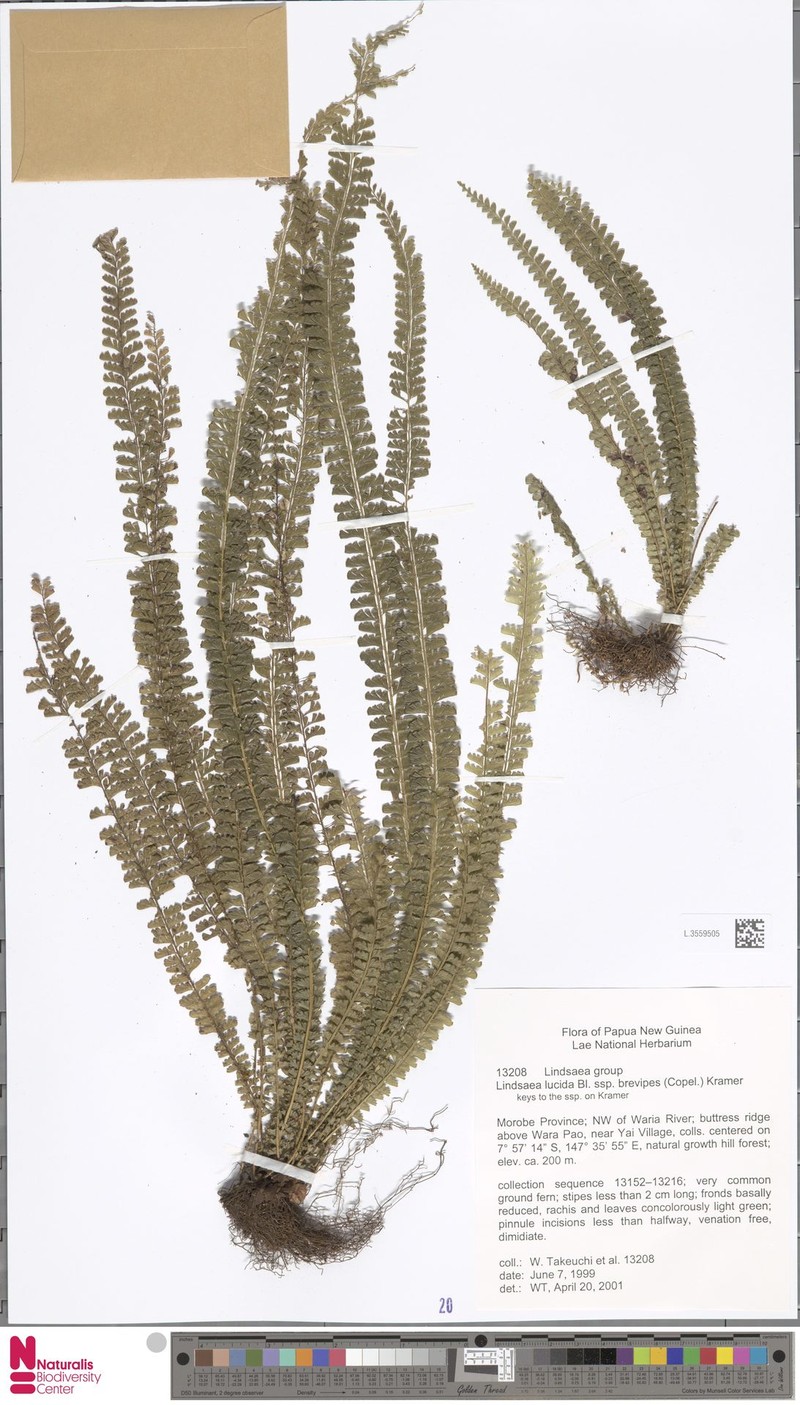 Lindsaea brevipes photo 2