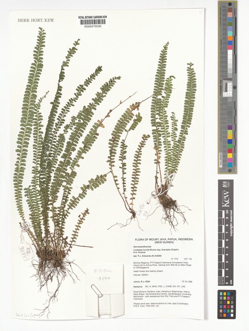 Lindsaea brevipes photo 3