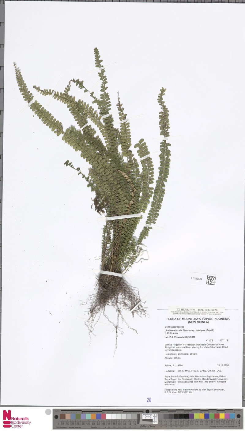 Lindsaea brevipes photo 4